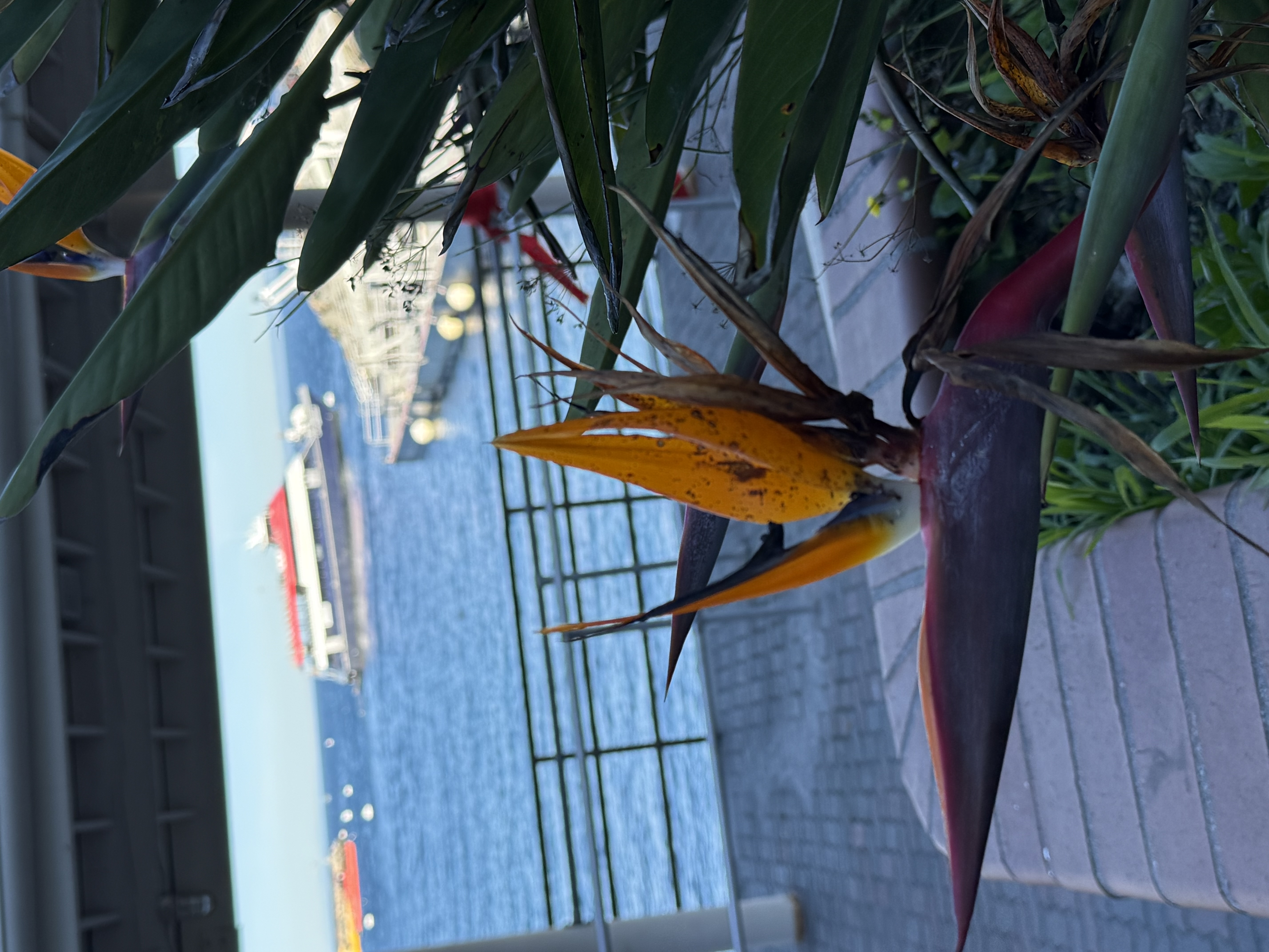 Catalina Island — until next time