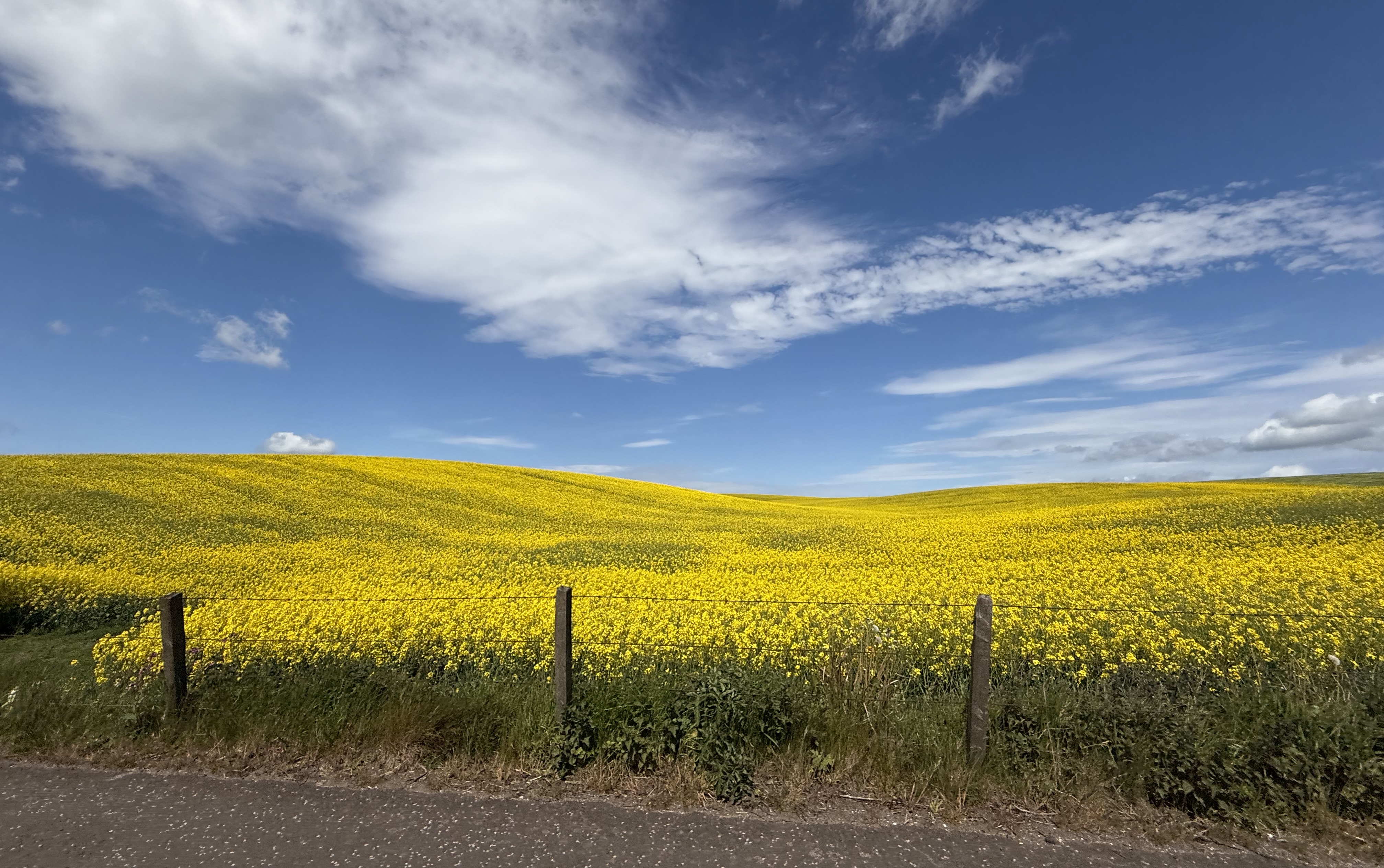 Canola fields blazing yellow under a big Scottish sky