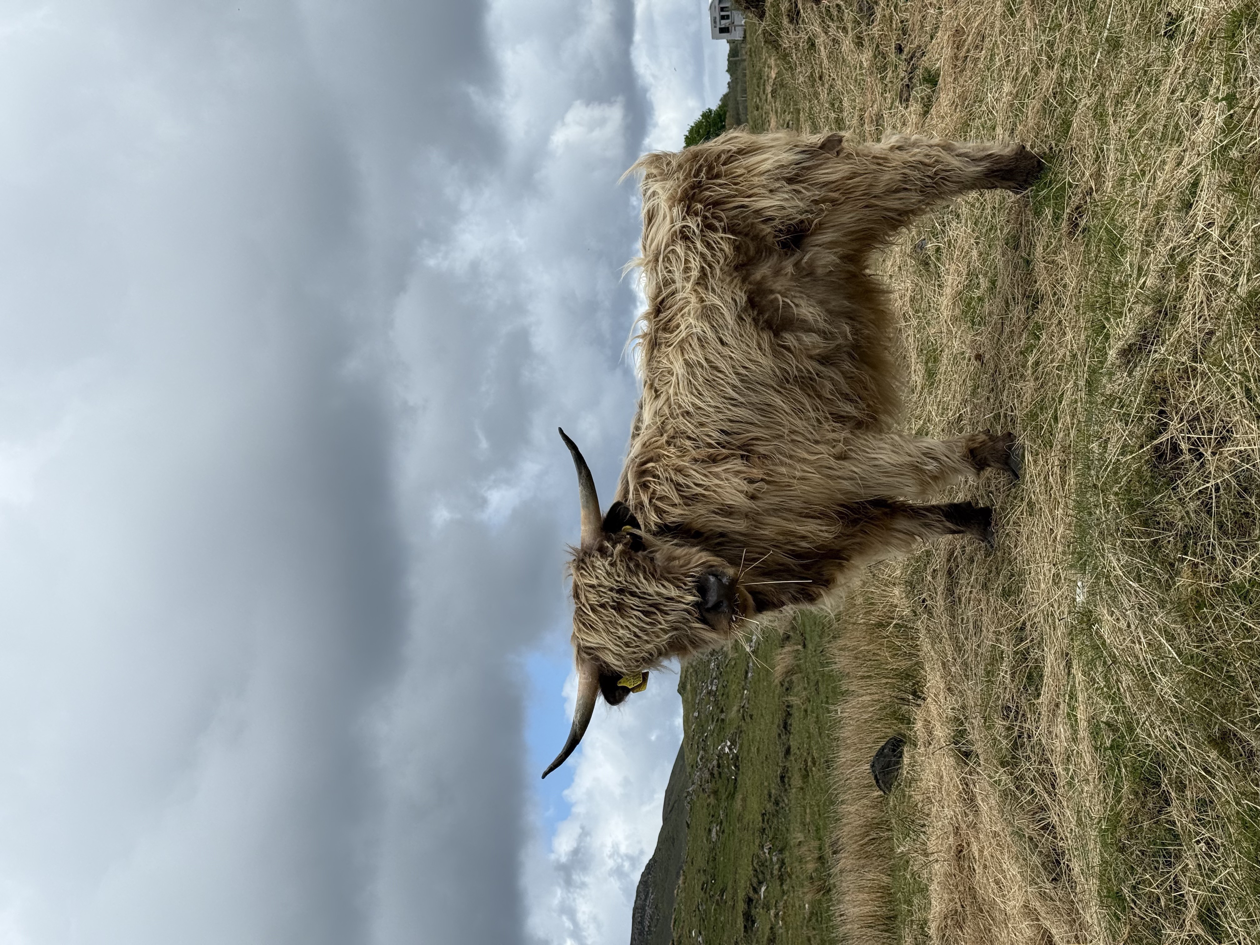 A shaggy Highland &ldquo;coo&rdquo; on Skye - look at that face