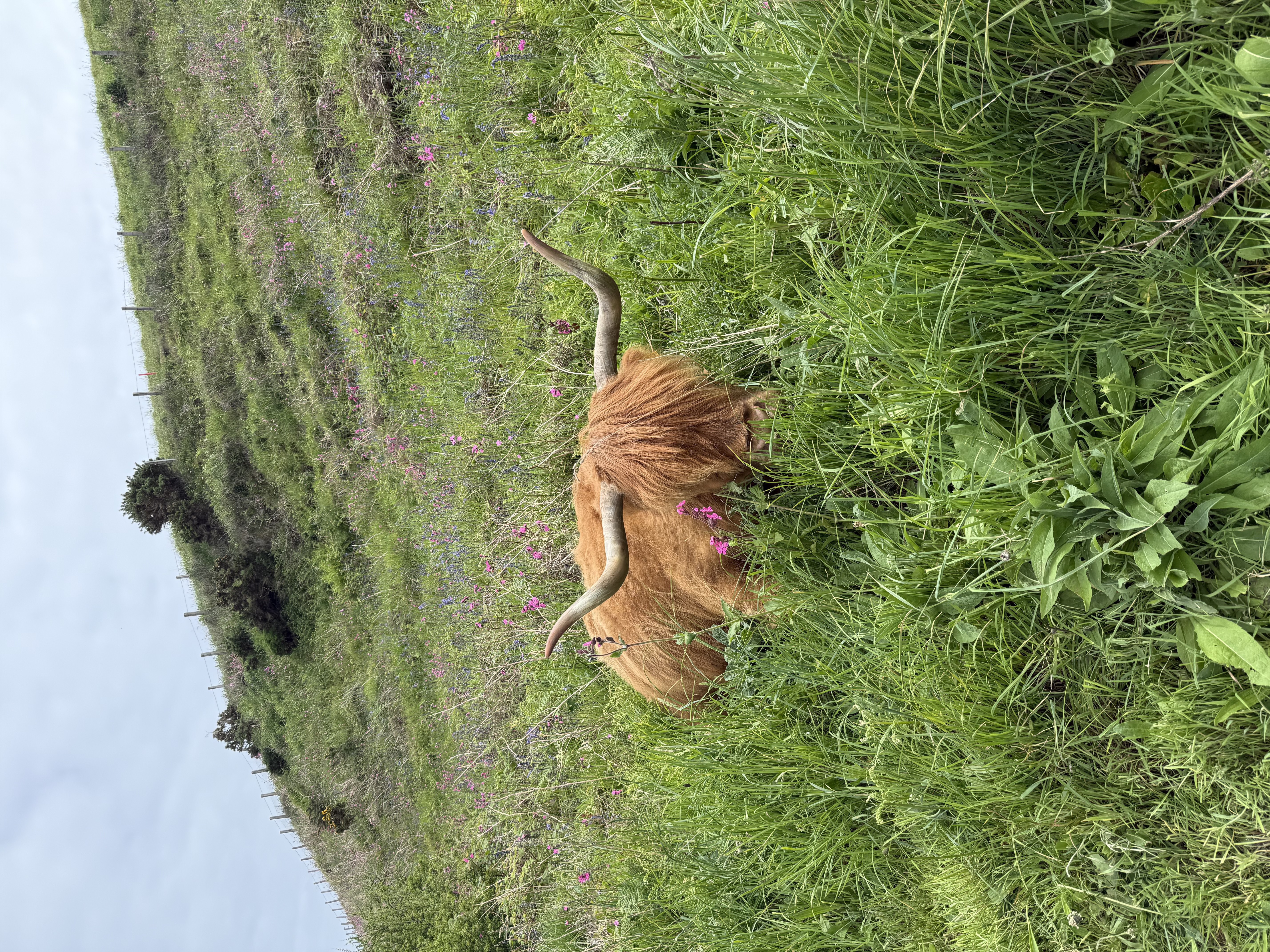 A Highland cow lounging in the wildflowers along the Fife coast