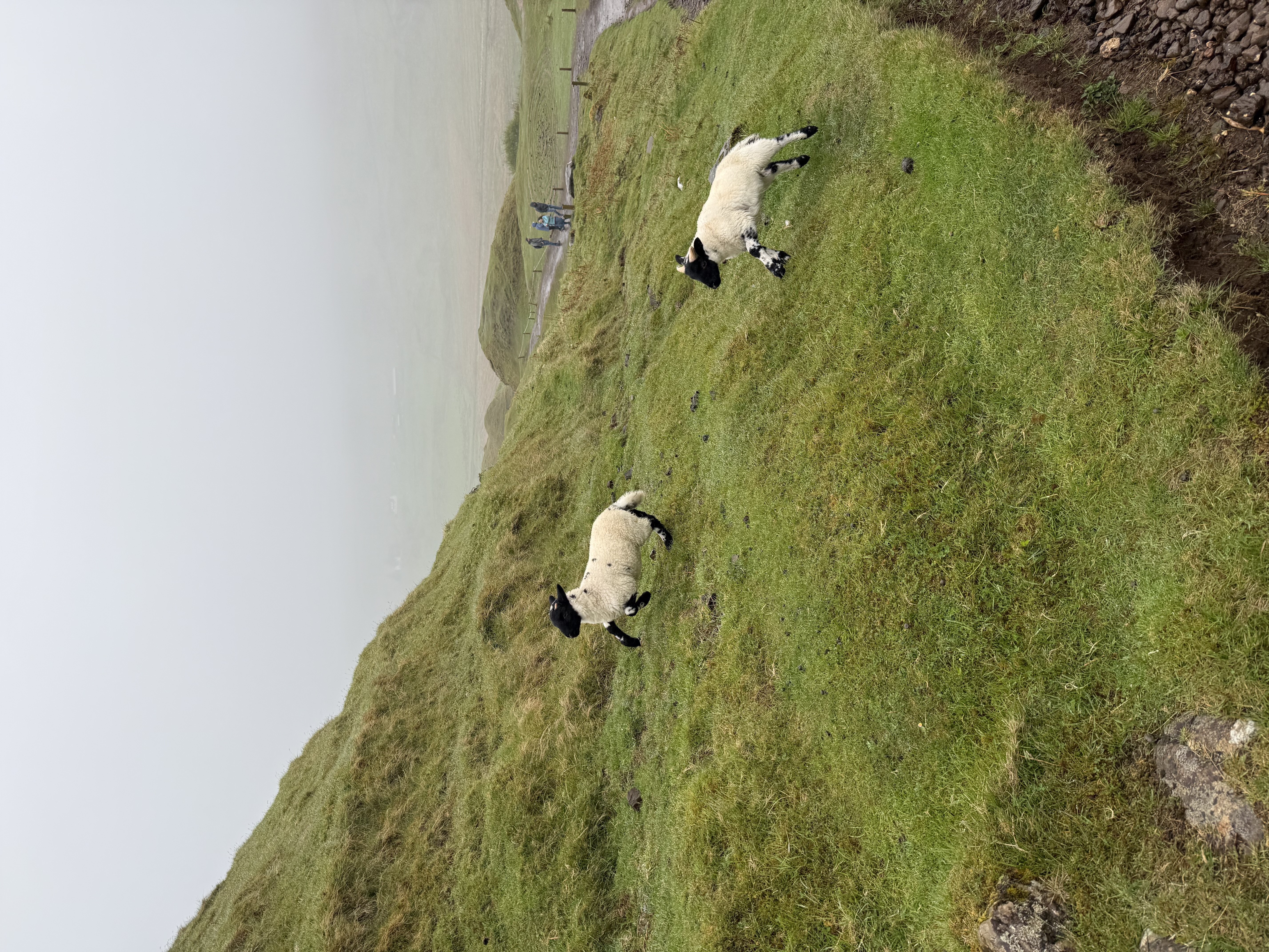 Sheep on a misty Skye hillside