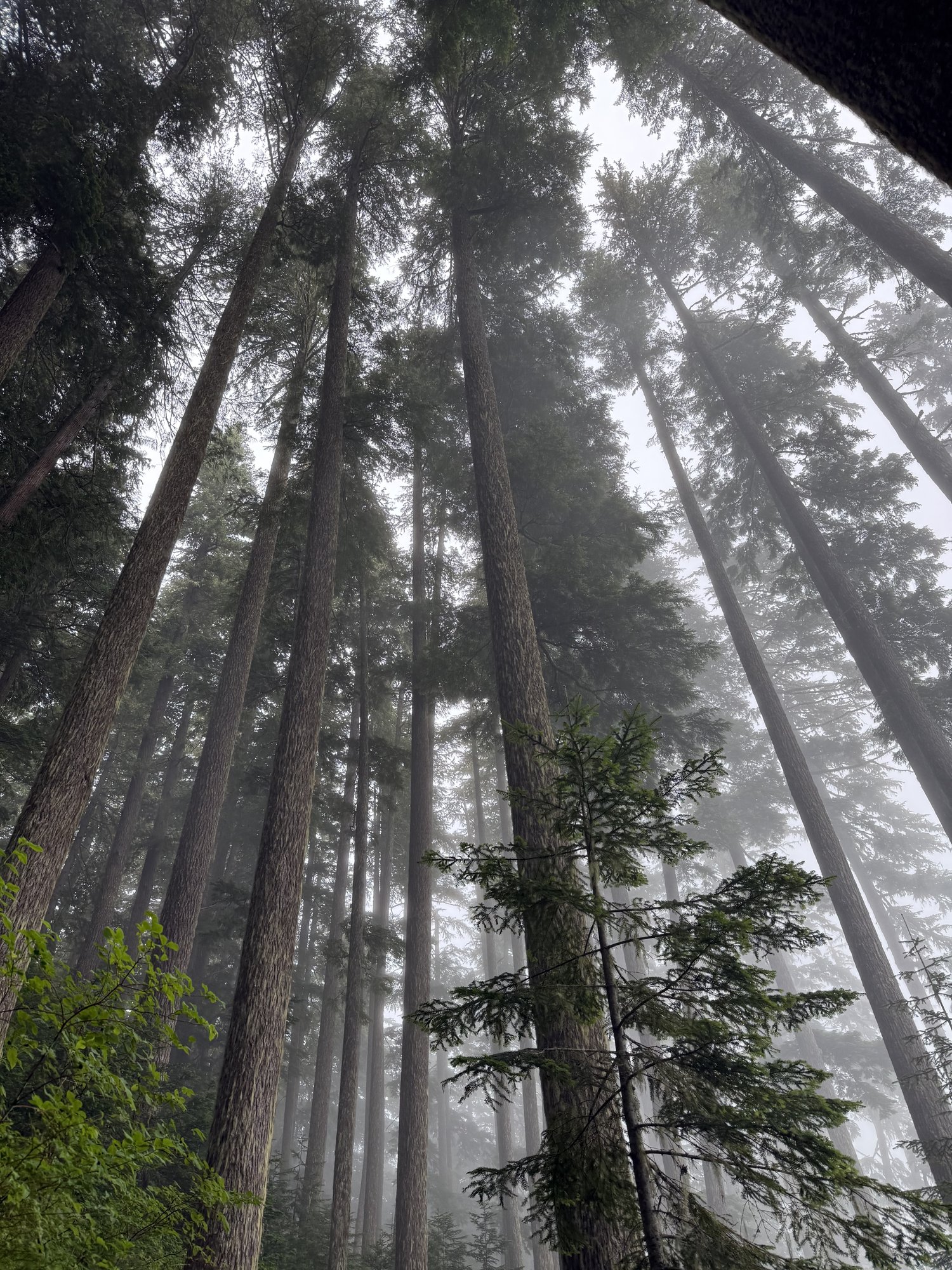 Old growth disappearing into the mist on the way up